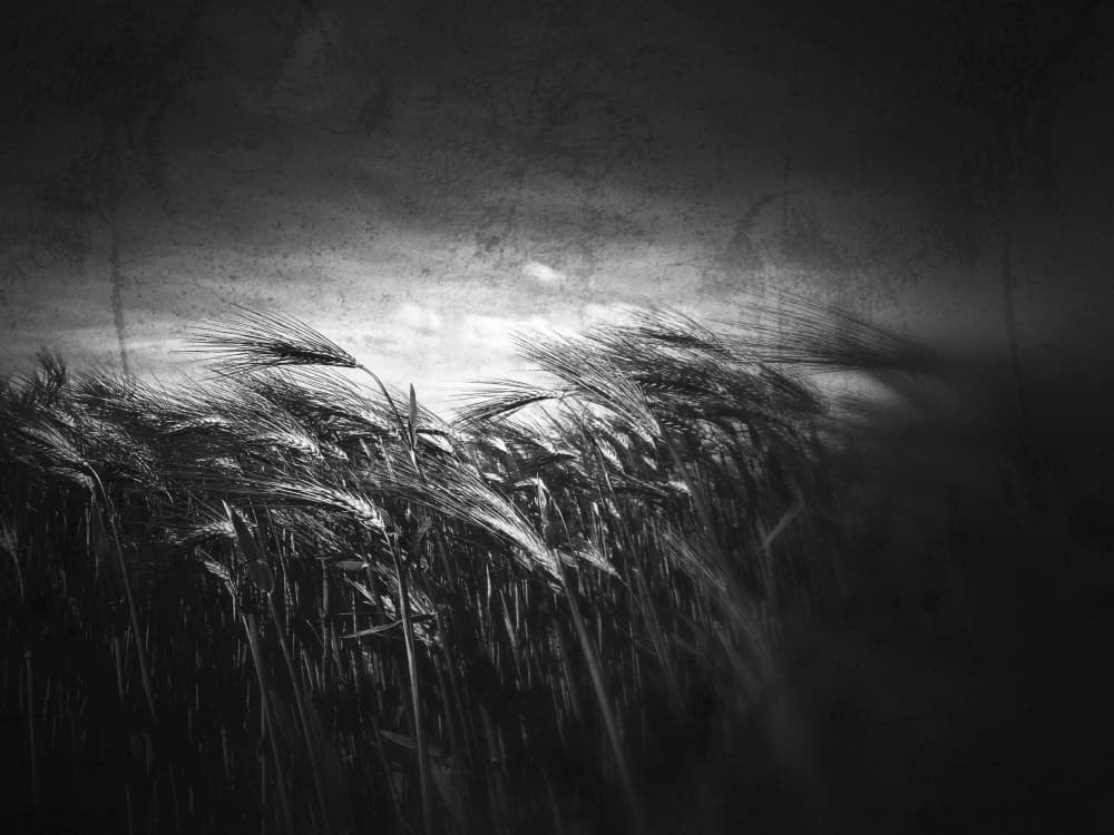 Moody Grain Field by Delphine Margau — canvas wall art