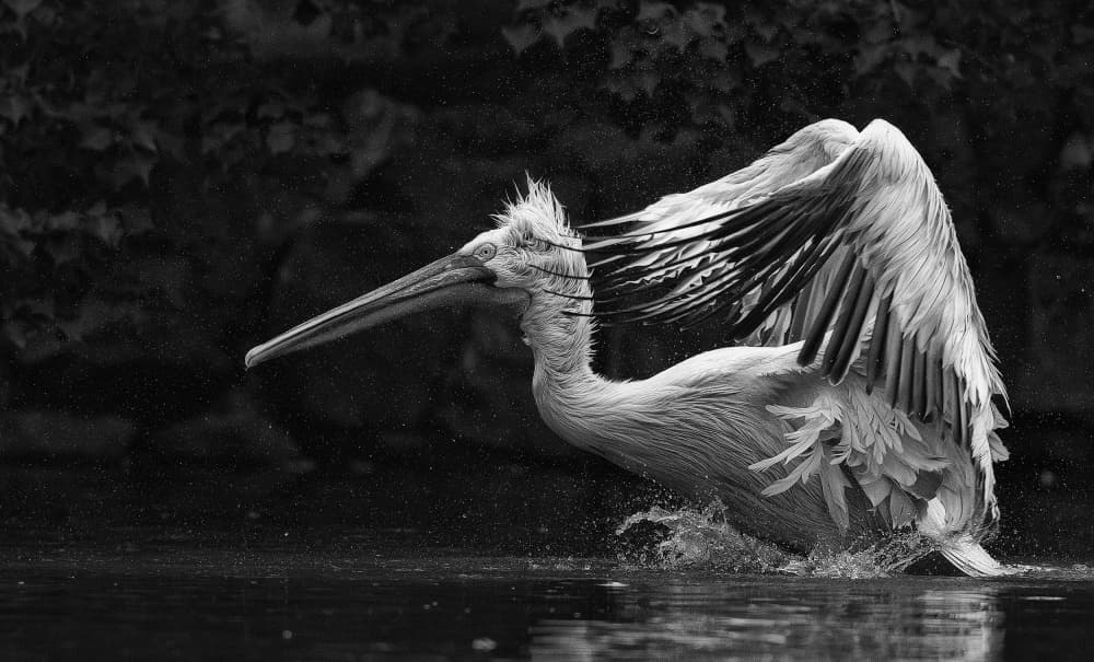 White Pelican Splashing by C.S. Tjandra — canvas wall art