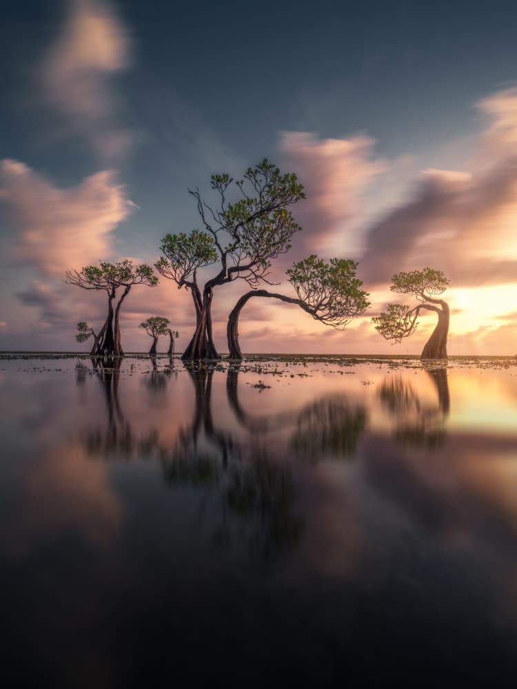 Dreamy Sunset Trees by NingYun Ye — canvas wall art