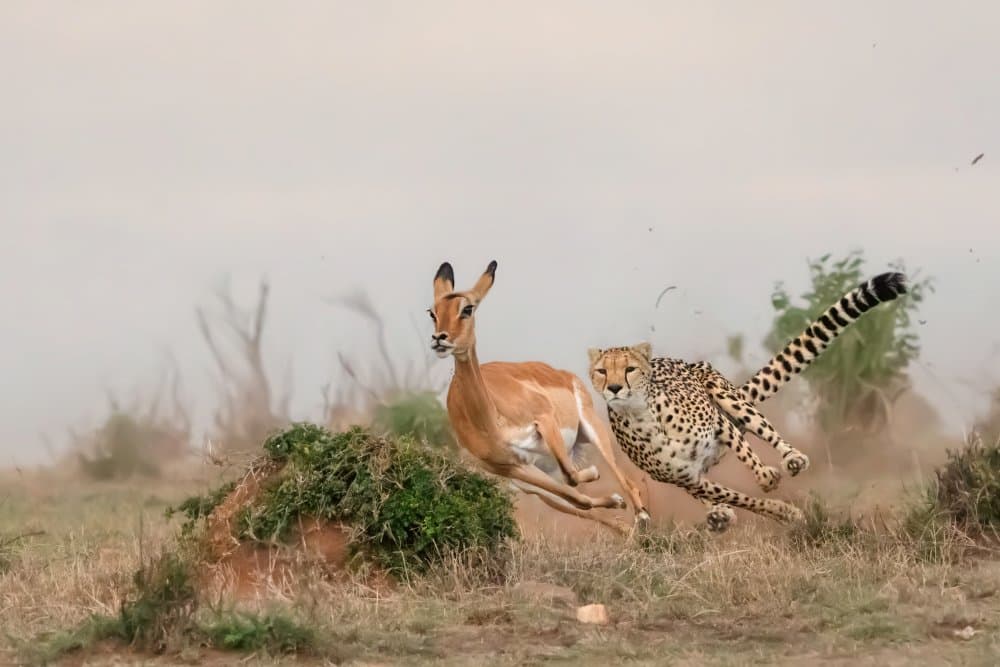 Cheetah Impala Chase by MIN LI — canvas wall art