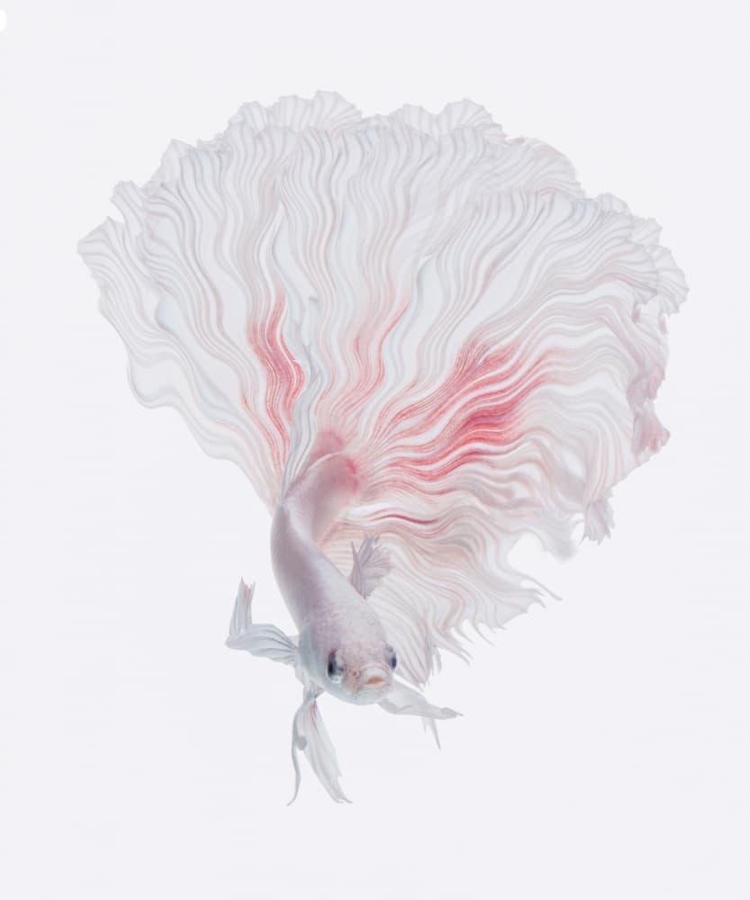 Elegant Betta Flow by Andi Halil — canvas wall art