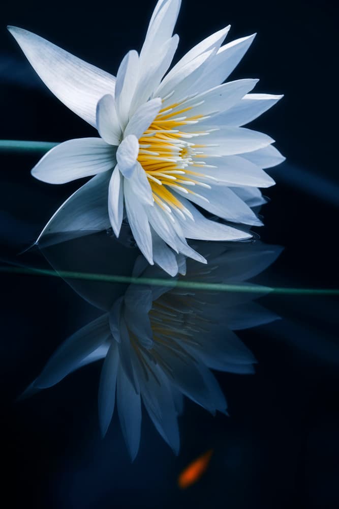 Serene Lotus Reflection by Takashi Suzuki — canvas wall art