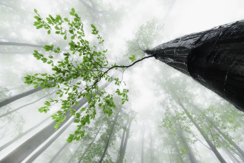 Misty Forest Canopy by Tom Pavlasek — canvas wall art
