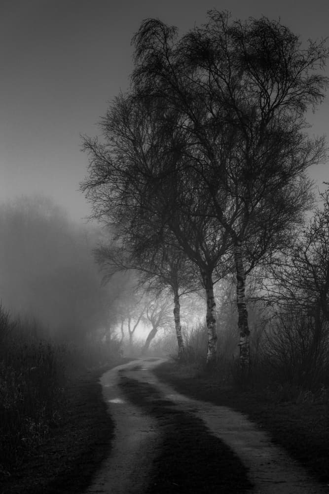 Misty Forest Path by Andreas Klesse — canvas wall art