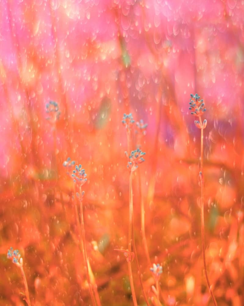 Soft Pink Lavender Dreams by Delphine Devos — canvas wall art