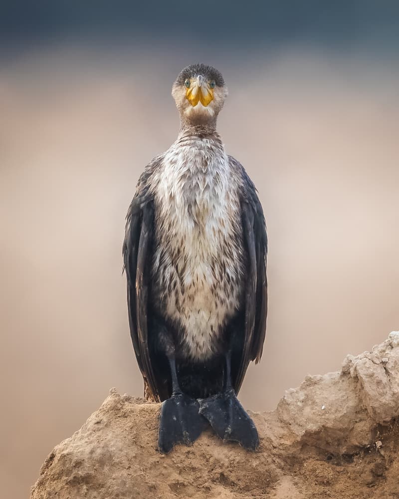 Curious Cormorant by Faisal ALnomas — canvas wall art