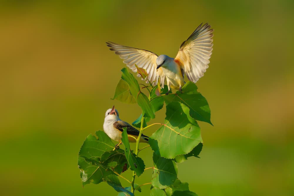 Vibrant Birds On Leaves by Mike He — canvas wall art