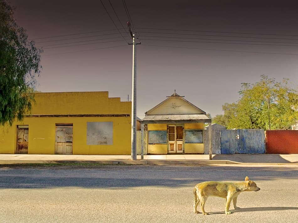Dingo on Outback Street by Mel Brackstone — canvas wall art