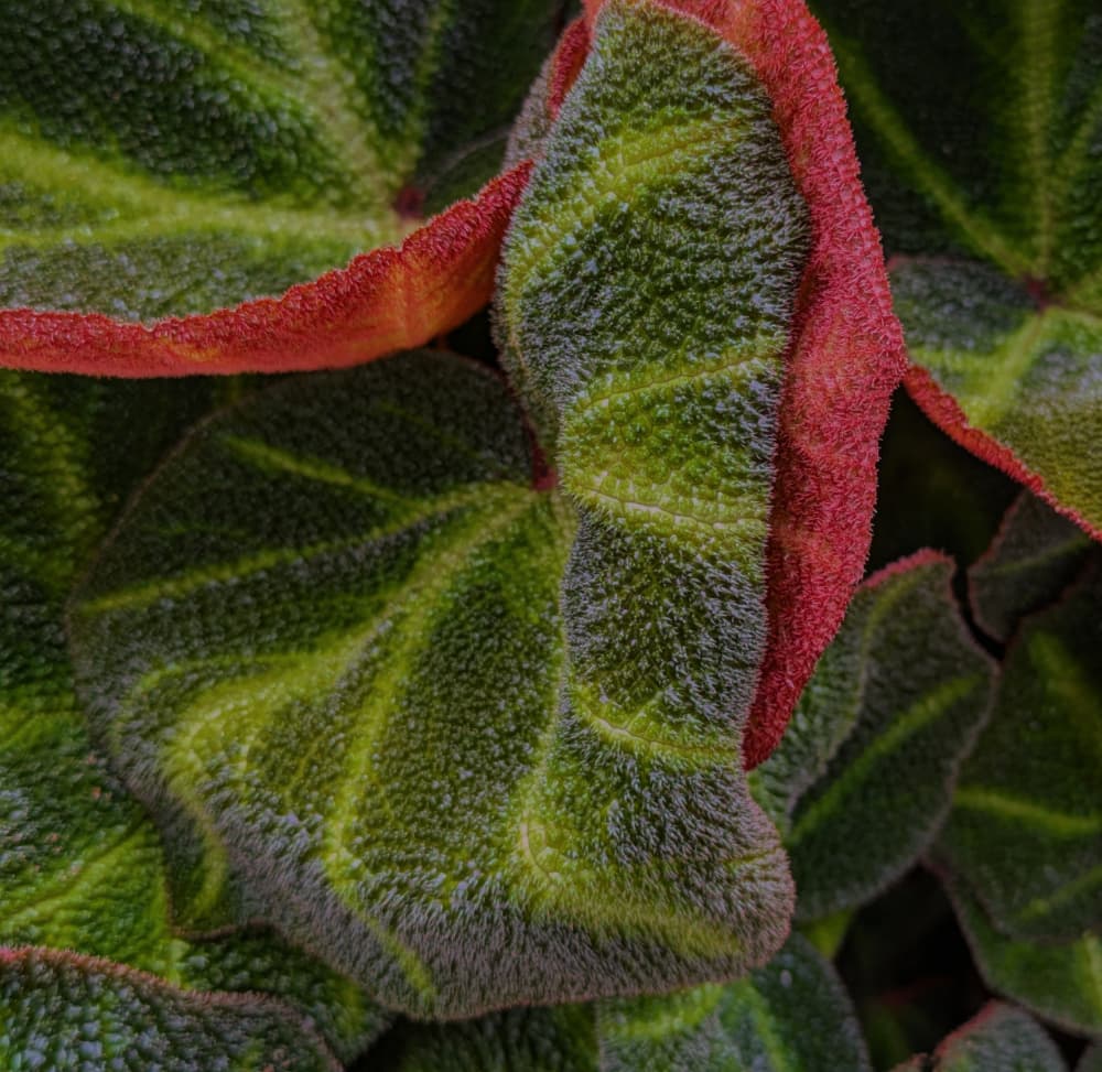 Vibrant Fuzzy Leaves by Elizabeth Allen — canvas wall art
