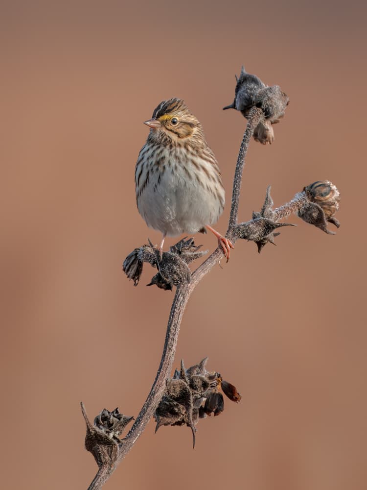 Warm Light Sparrow by Jacob (Jian) Xu — canvas wall art
