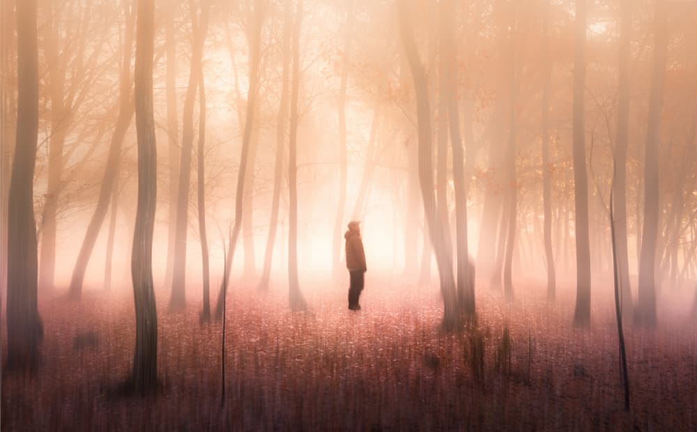Misty Forest Solitude by Masaki Sugita — canvas wall art