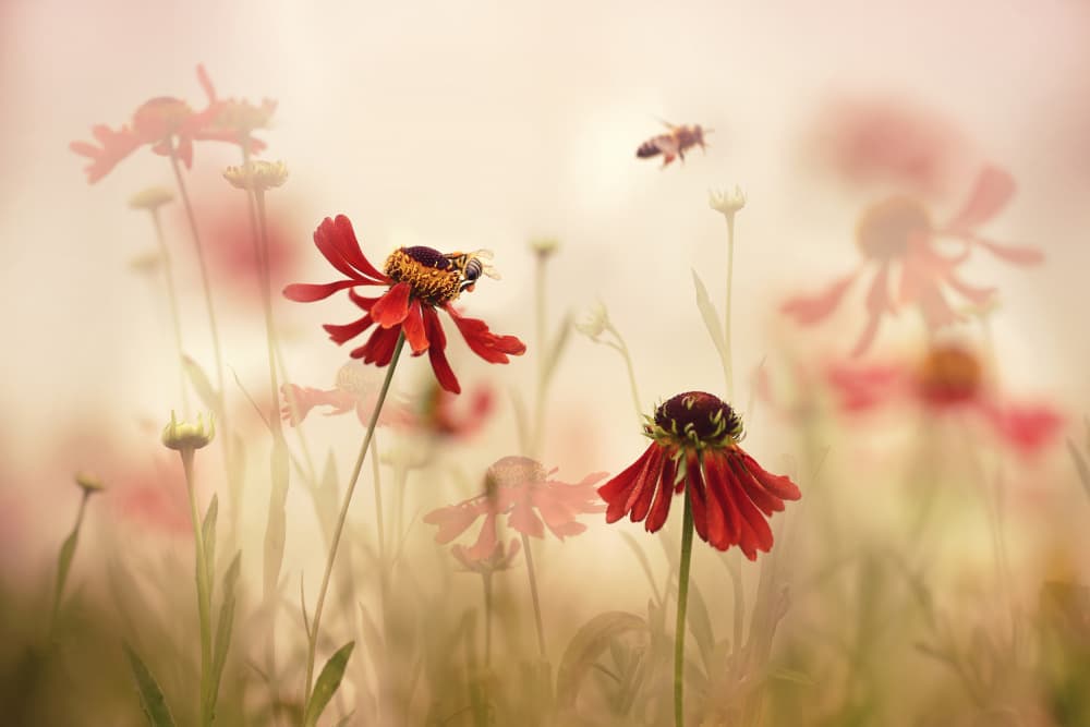 Bees in Summer Blooms by Ellen van Deelen — canvas wall art