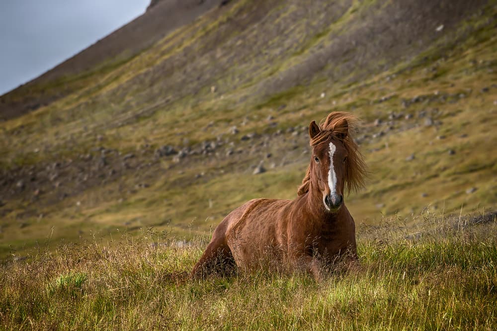 Peaceful Mountain Horse by Bragi Ingibergsson - BRIN — canvas wall art