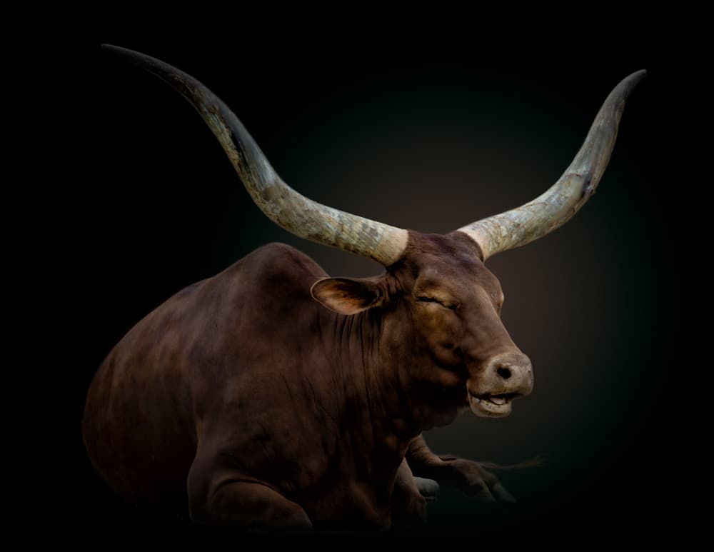 Serene Horned Bull by Alex Zhao — canvas wall art