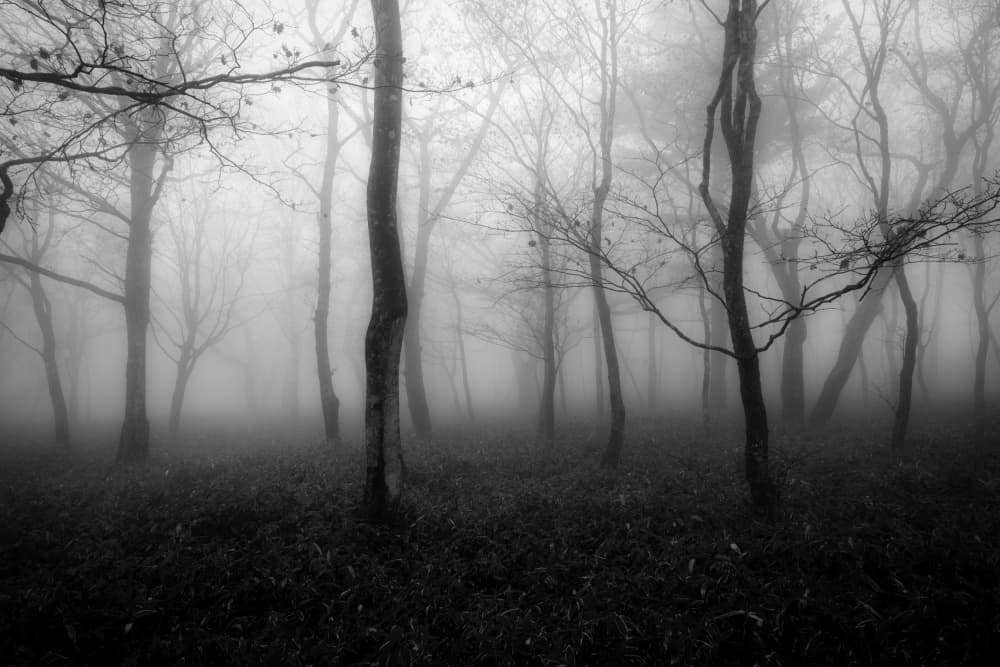Mysterious Foggy Woods by K_Tsunoda — canvas wall art
