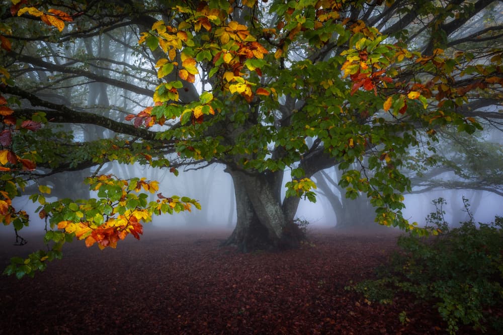Misty Autumn Woods by Sergio Barboni — canvas wall art