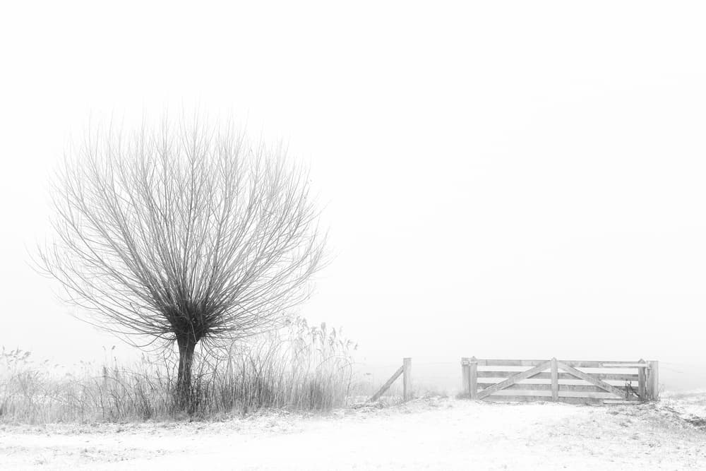 Misty Winter Tree And Gate by Greetje van Son — canvas wall art