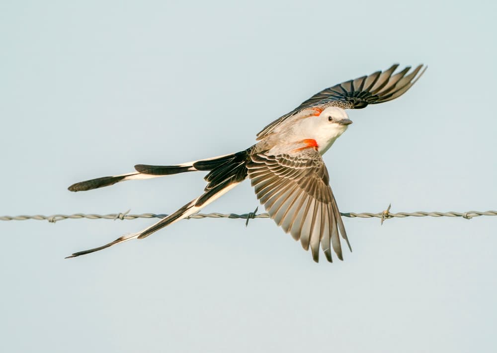 Graceful Bird Flight by Alex Li — canvas wall art