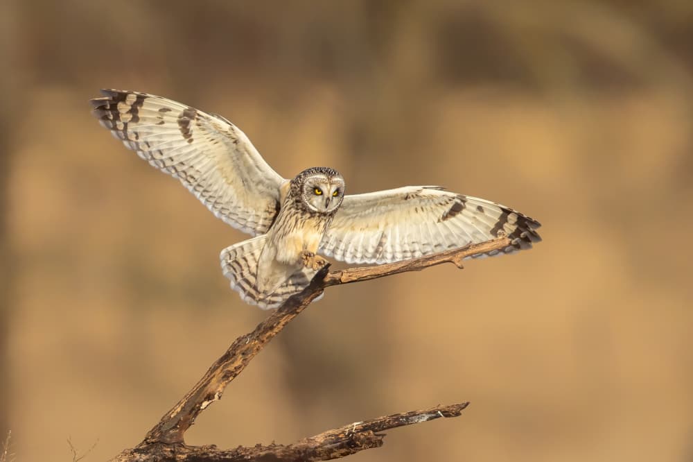 Short-eared Owl Takes Flight by Siyu_Wei APA — canvas wall art