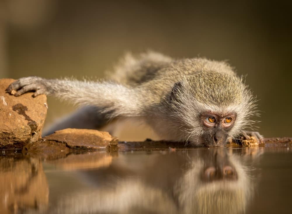 Monkey Drinking Reflection by Jaco Marx — canvas wall art