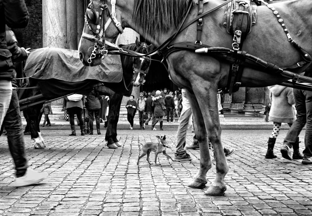 Urban Horse and Dog by Lorenzo Grifantini — canvas wall art