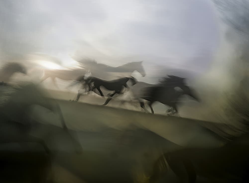 Running Wild Horses by Milan Malovrh — canvas wall art