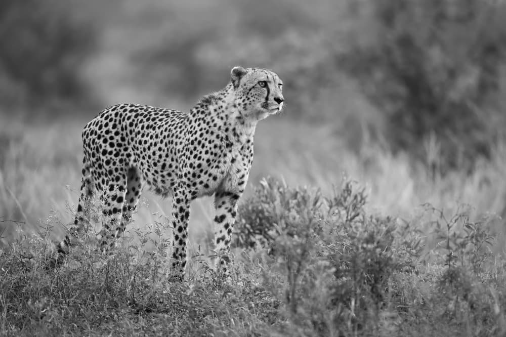 Watchful African Cheetah by Marco Pozzi — canvas wall art