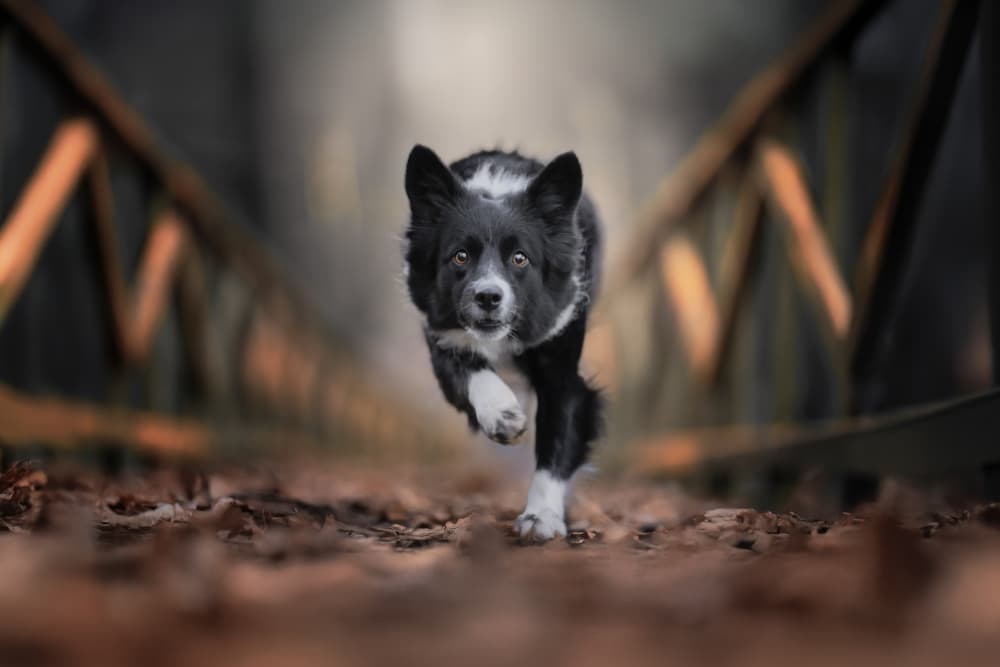 Running Dog Autumn Path by Alfonso maseda varela — canvas wall art