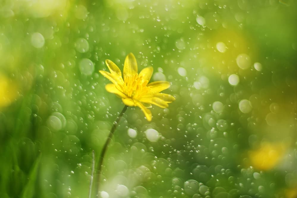 Morning Dewdrop Flower by Delphine Devos — canvas wall art